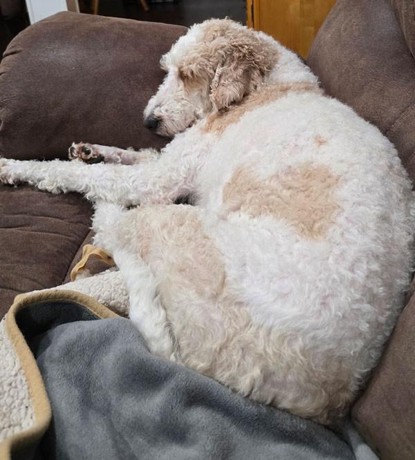 Whitley, Adoptable, Young Female Standard Poodle & Labradoodle.
