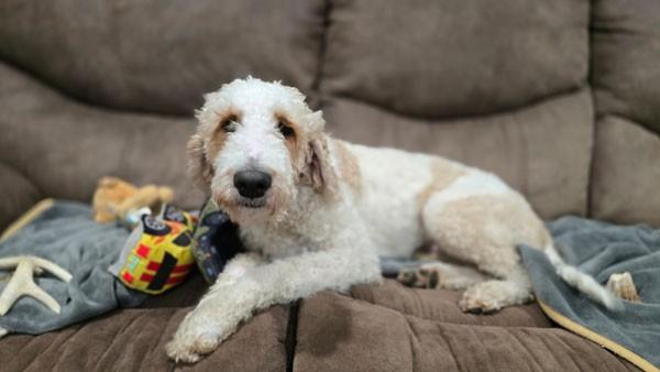 Enlarge Whitley, a Adoptable mixed breed in Centerville, GA image 2/5