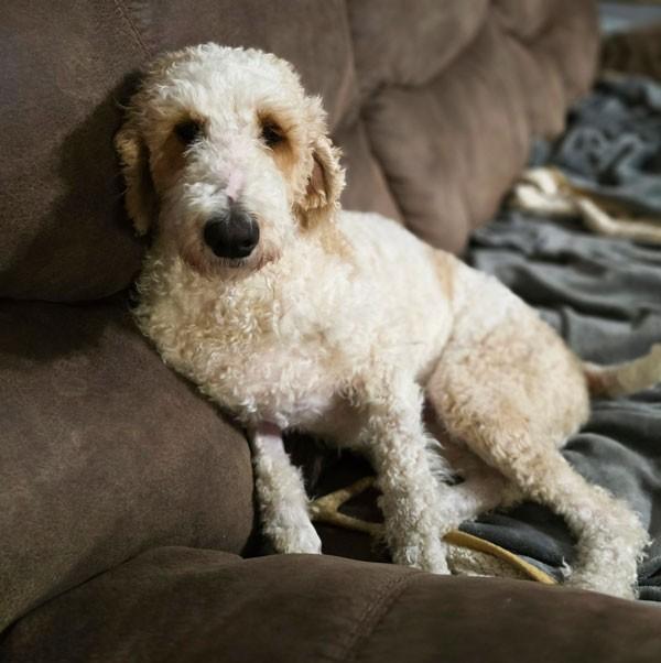 Enlarge Whitley, a Adoptable mixed breed in Centerville, GA image 3/5