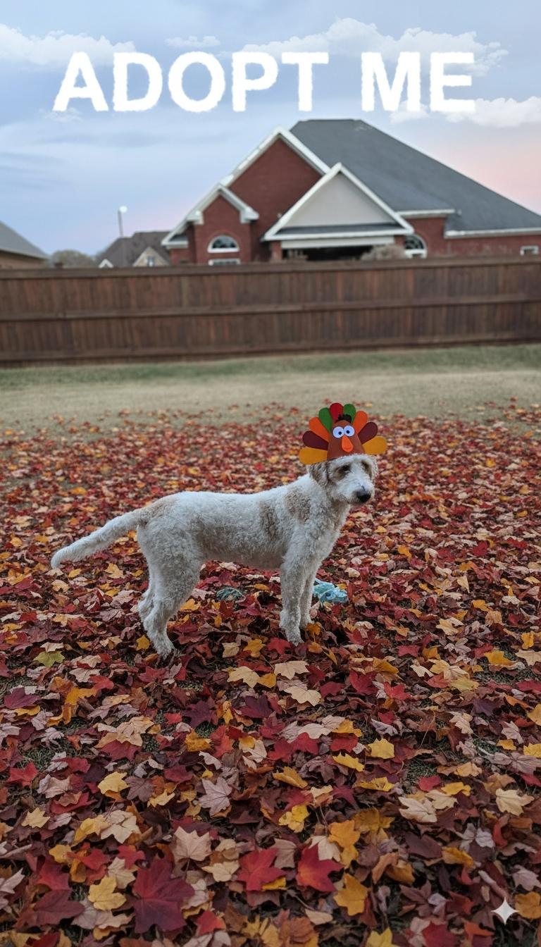 Enlarge Whitley, a Adoptable mixed breed in Centerville, GA image 5/5
