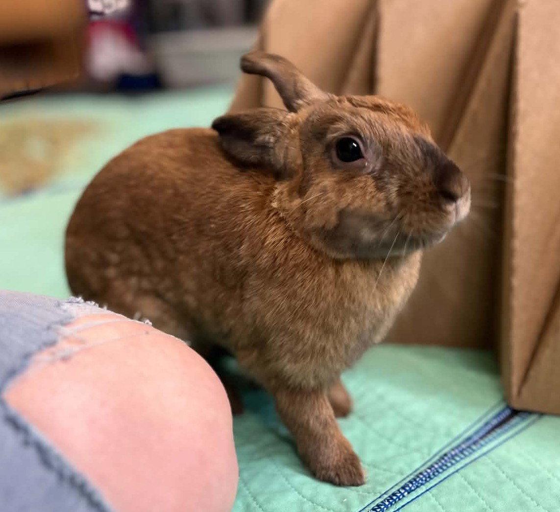 Enlarge Breeze, a Adoptable Bunny Rabbit in Milwaukie, OR image 2/3