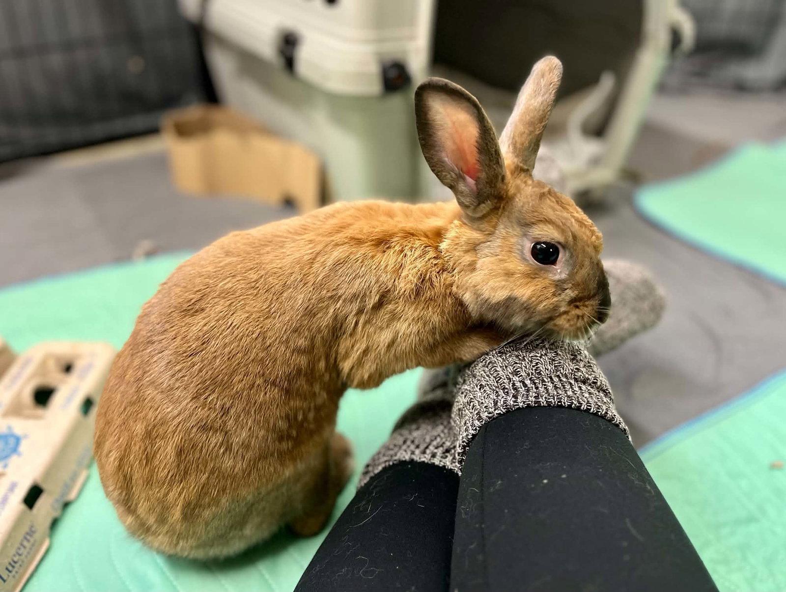 Enlarge Breeze, a Adoptable Bunny Rabbit in Milwaukie, OR image 3/3