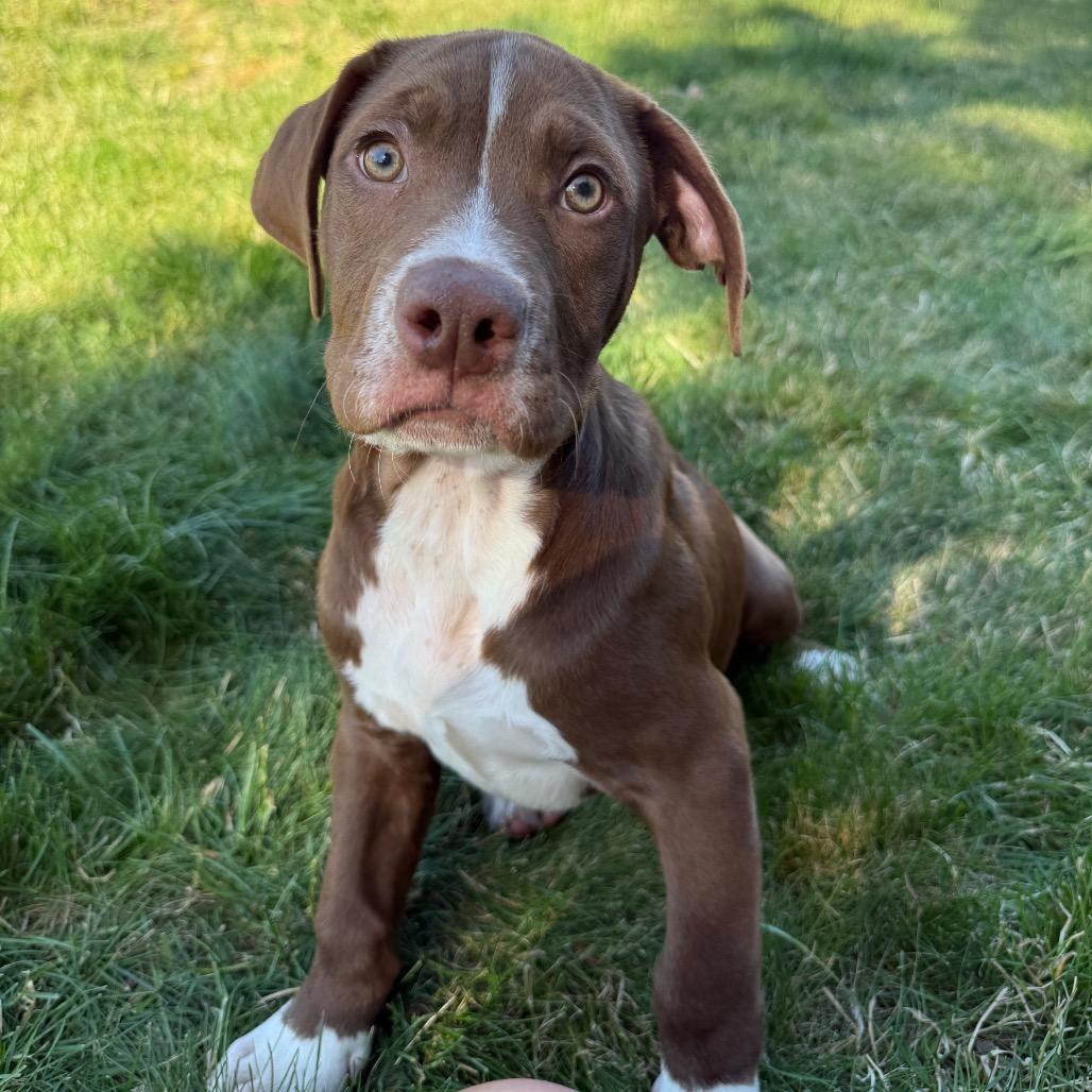 Holden, Adoptable, Puppy Male Pit Bull Terrier & Mixed Breed.