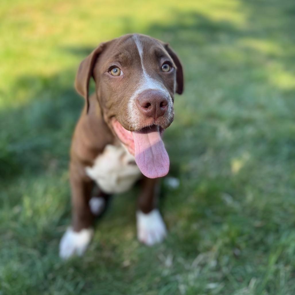 Holden, a Adoptable mixed breed in Newberg, OR image 2/6