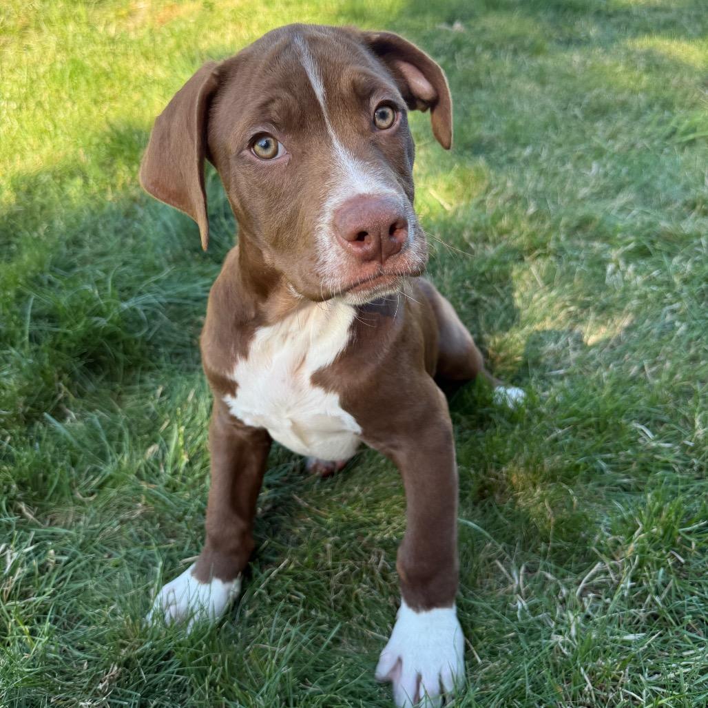 Holden, a Adoptable mixed breed in Newberg, OR image 3/6