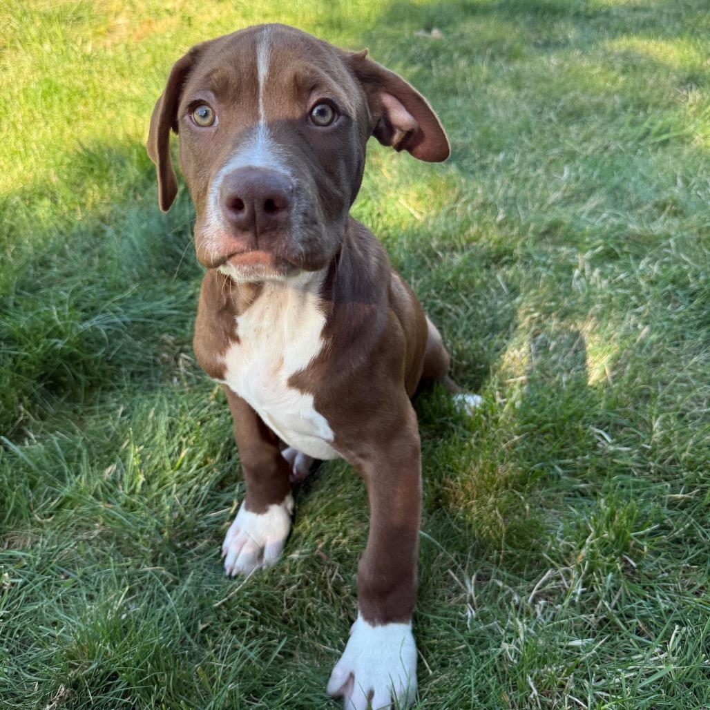 Holden, a Adoptable mixed breed in Newberg, OR image 4/6