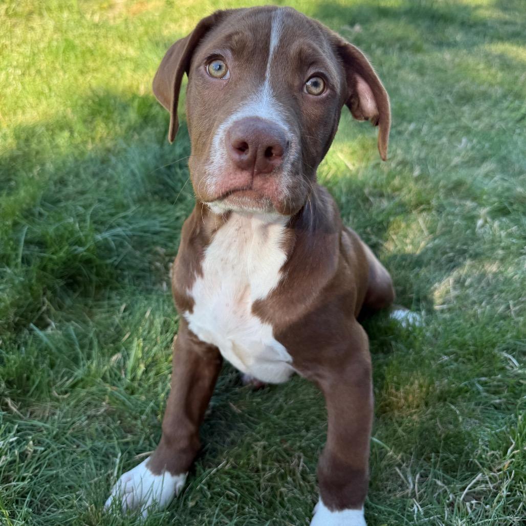 Holden, a Adoptable mixed breed in Newberg, OR image 5/6