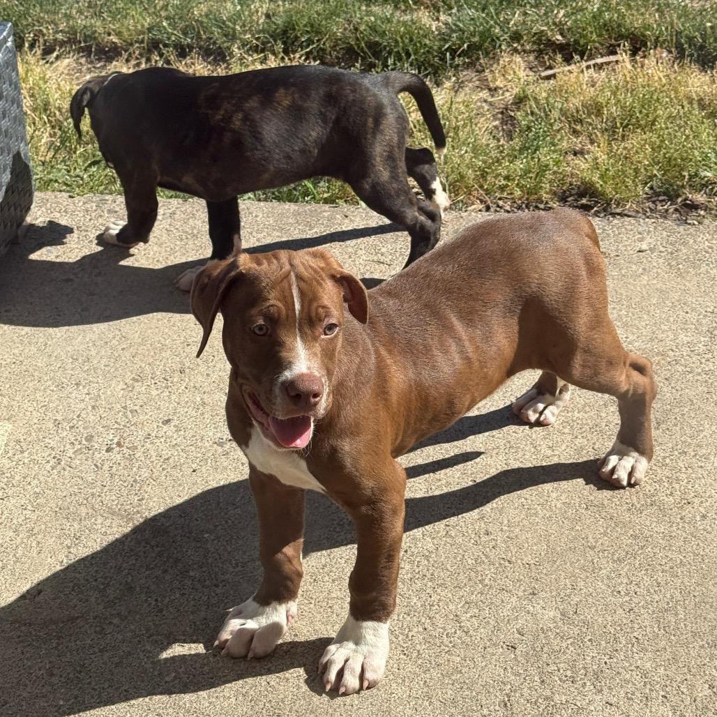 Holden, a Adoptable mixed breed in Newberg, OR image 6/6