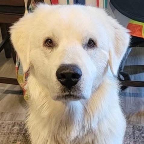 Enlarge Sammy, a Adopted Great Pyrenees in Columbia, MO image 6/6