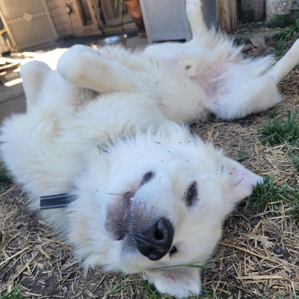 Enlarge Sammy, a Adopted Great Pyrenees in Columbia, MO image 1/6