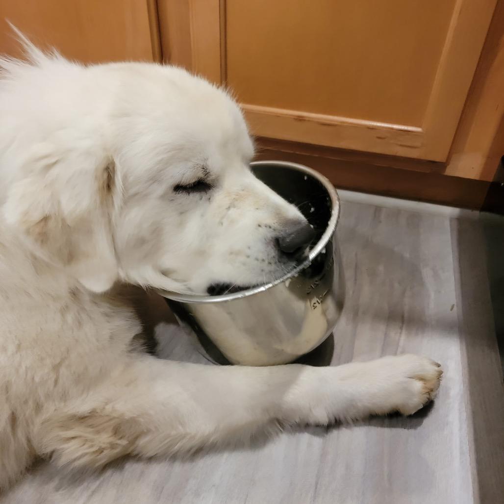 Enlarge Sammy, a Adopted Great Pyrenees in Columbia, MO image 2/6