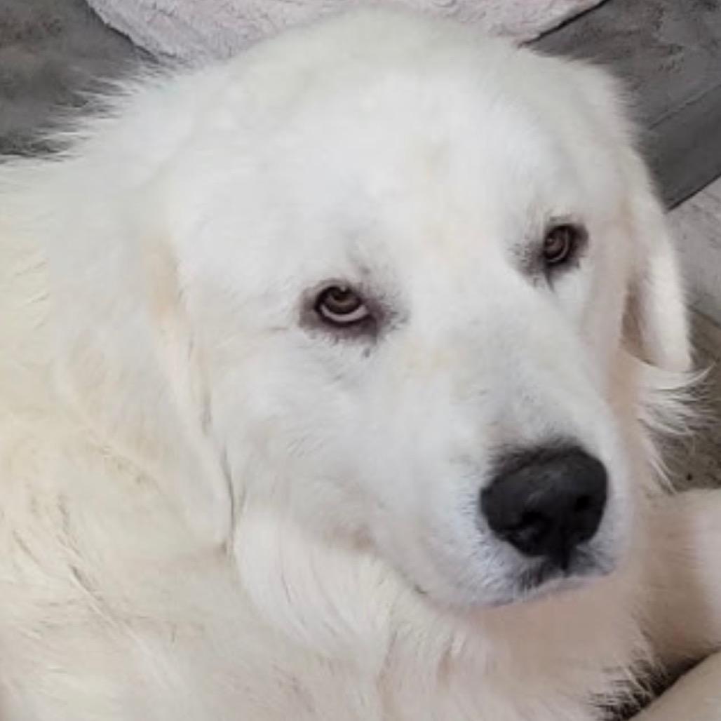 Sammy, Adopted, Adult Male Great Pyrenees.