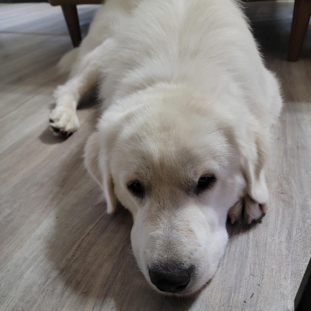 Enlarge Sammy, a Adopted Great Pyrenees in Columbia, MO image 4/6