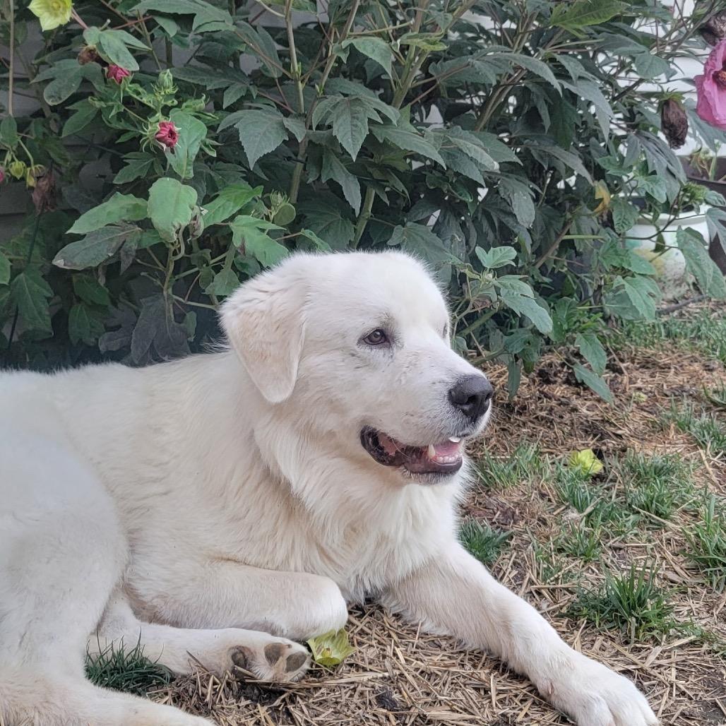 Enlarge Sammy, a Adopted Great Pyrenees in Columbia, MO image 5/6