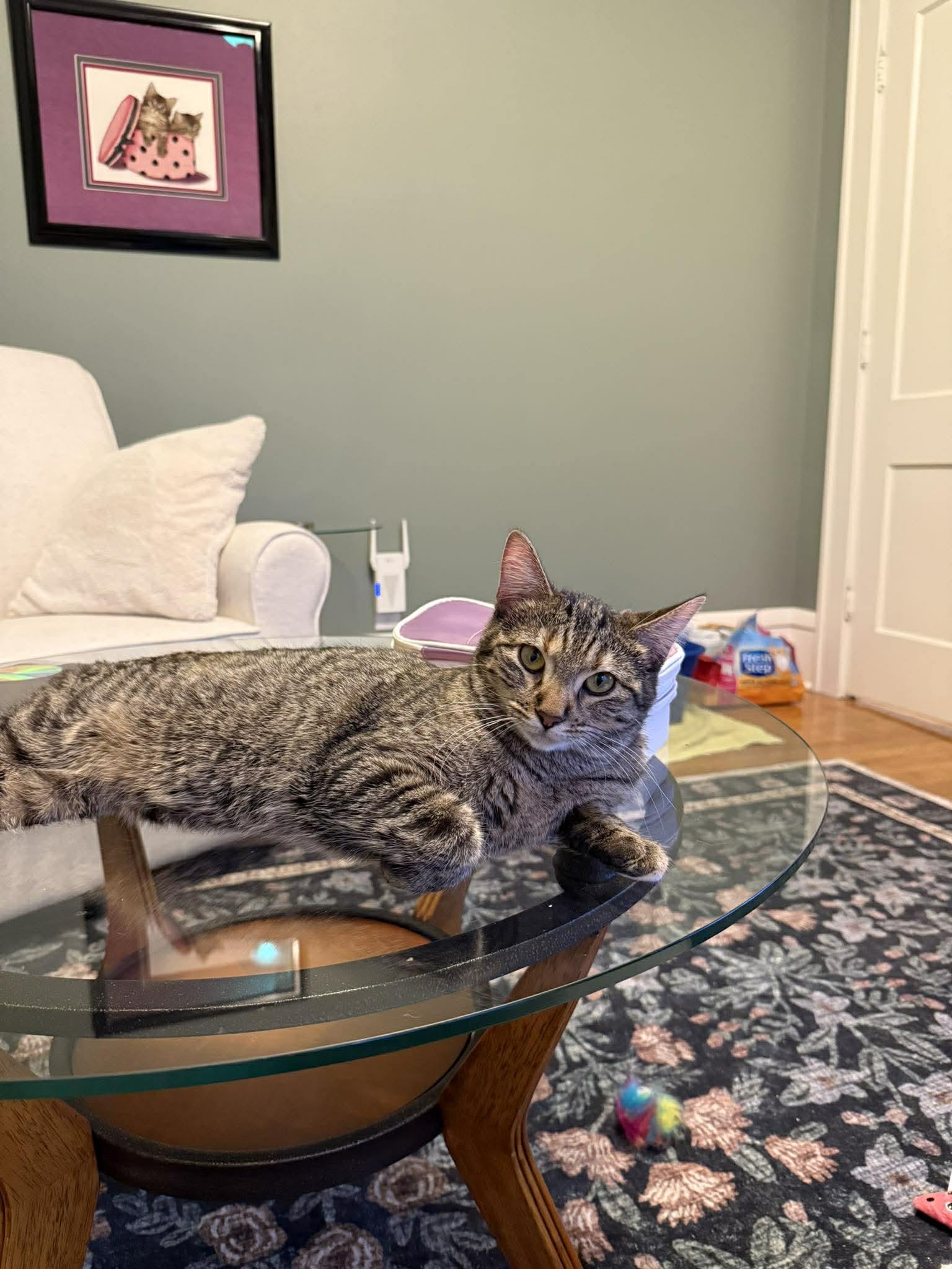 BEA, an adopted Domestic Short Hair in Grand Forks, ND image 1/3