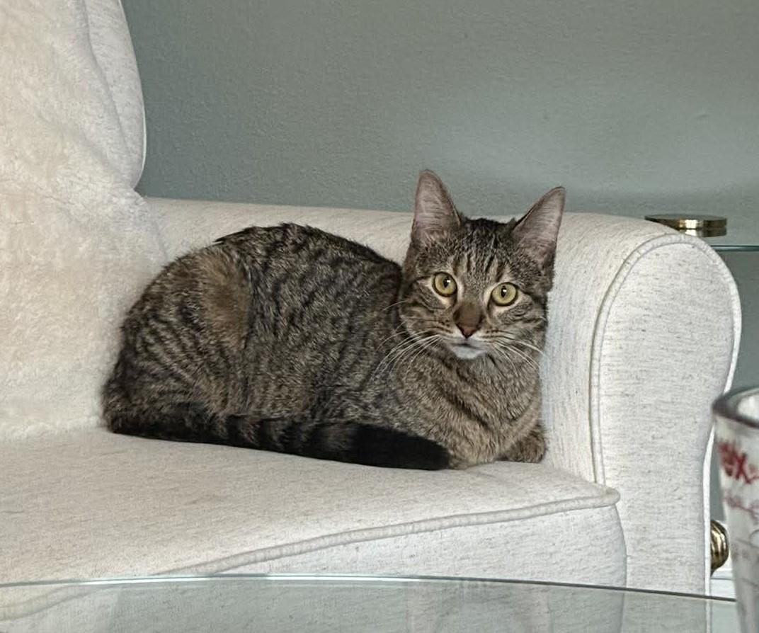 BEA, an adopted Domestic Short Hair in Grand Forks, ND image 3/3