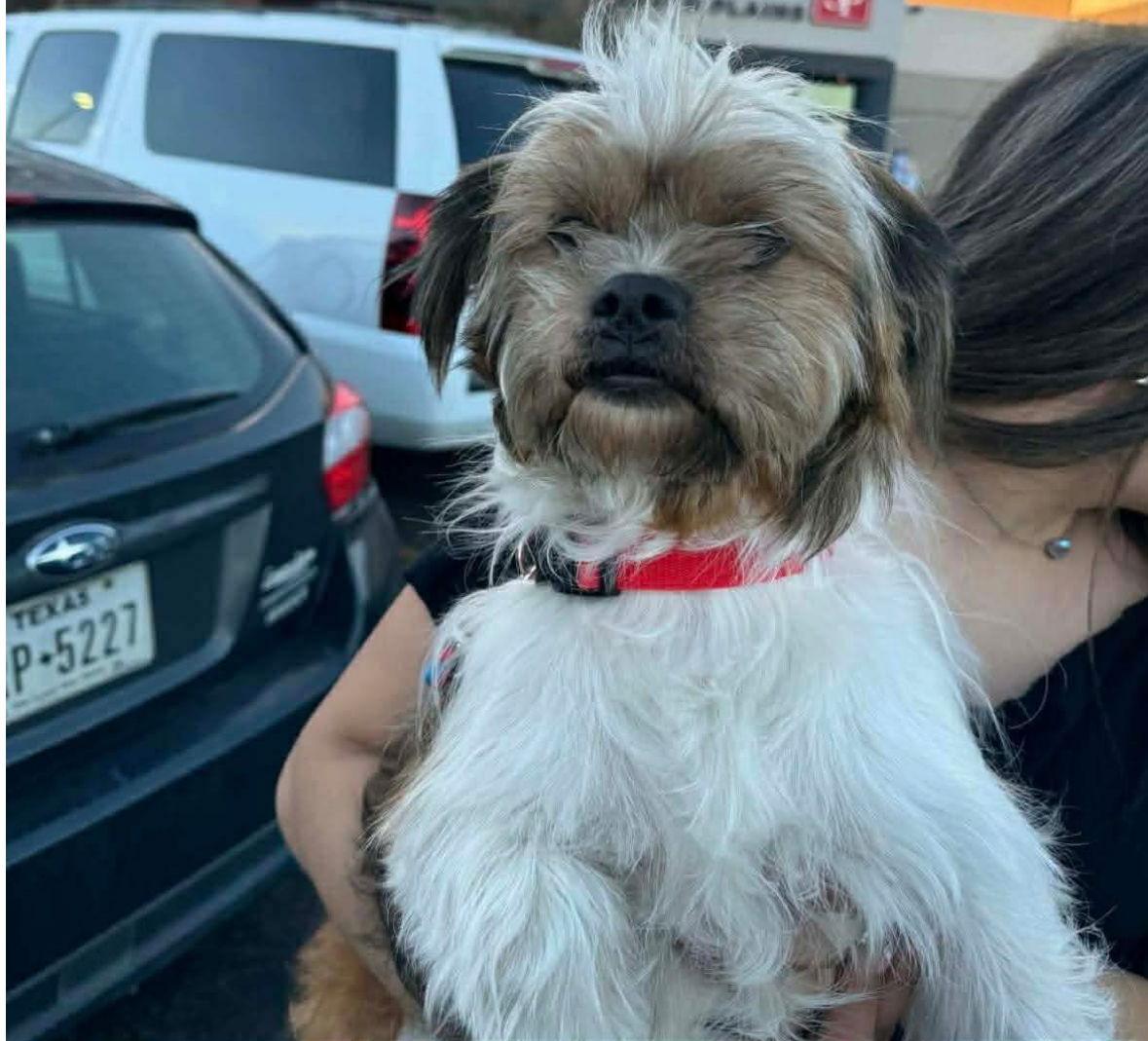 Benji - ADOPTION IN PROCESS, Adoptable, Young Male Maltese.