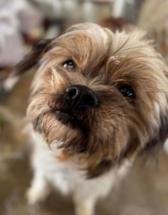 Enlarge Benji - ADOPTION IN PROCESS, a Adoptable Maltese in Grafton, WI image 2/3