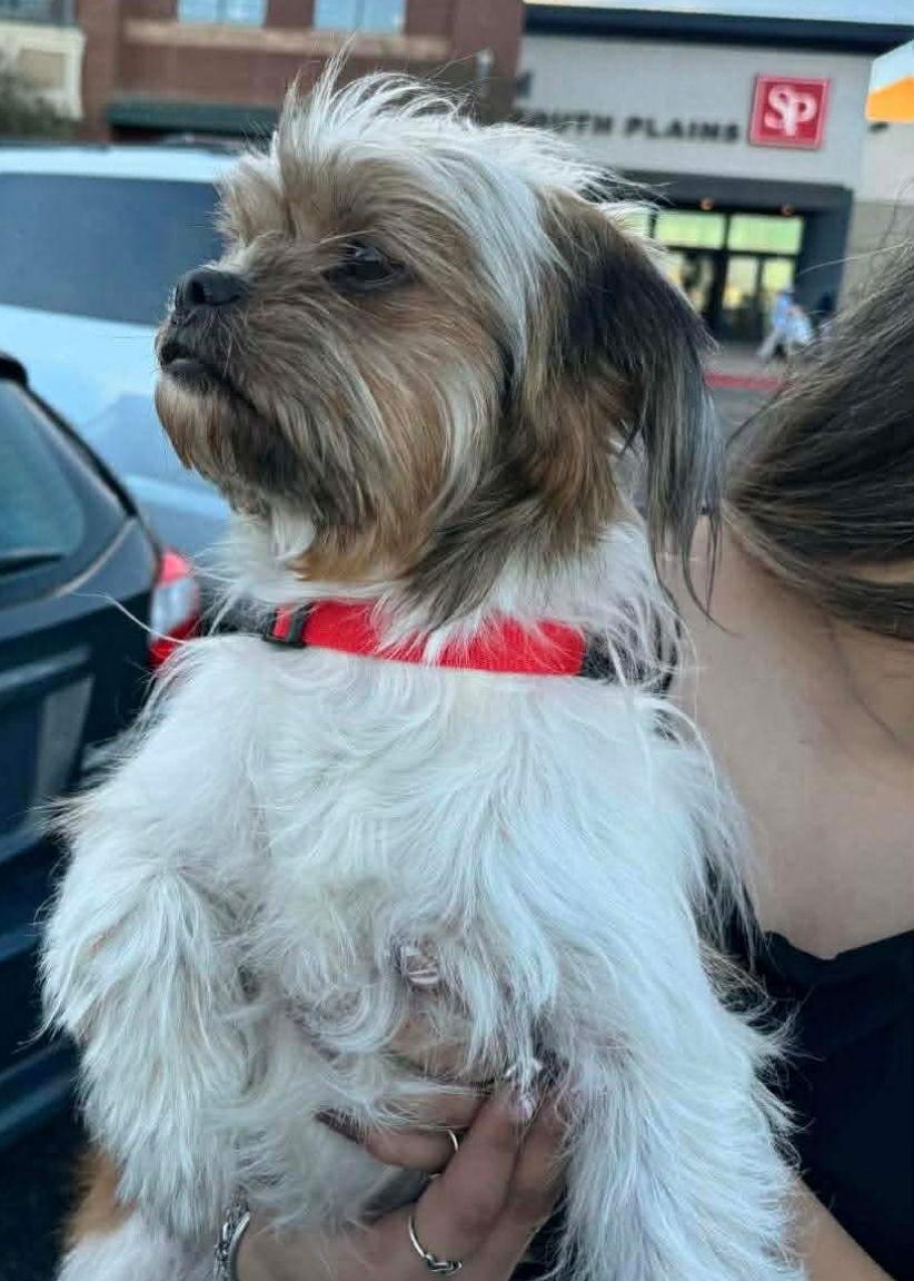 Enlarge Benji - ADOPTION IN PROCESS, a Adoptable Maltese in Grafton, WI image 3/3