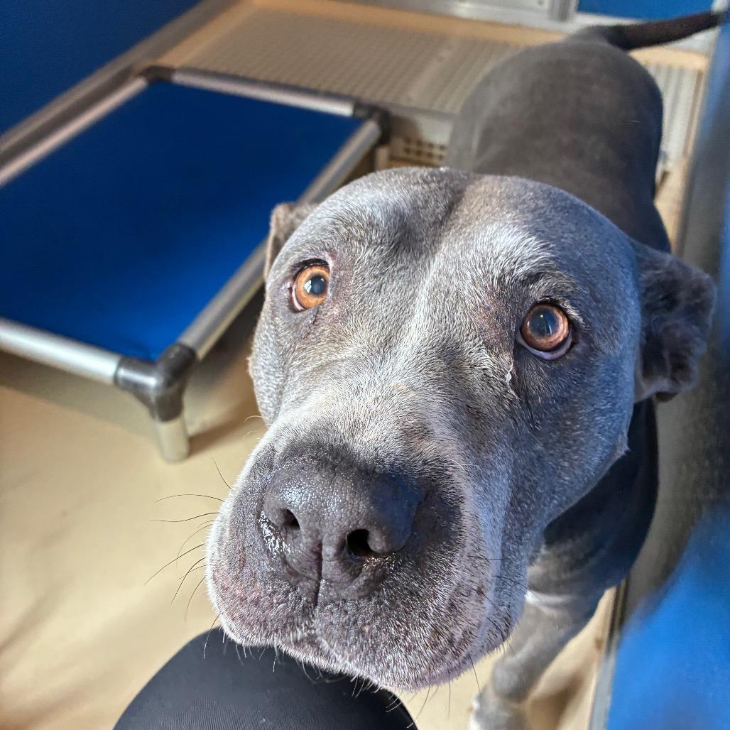 Sadie, Adoptable, Senior Female Mastiff & American Staffordshire Terrier.