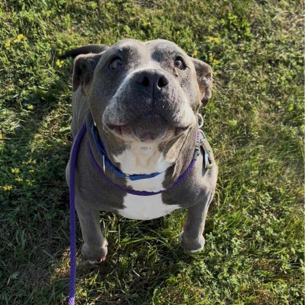 Enlarge Sadie, a Adoptable mixed breed in Marysville, OH image 2/3