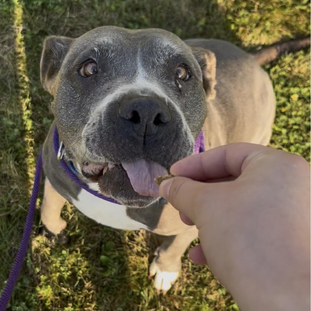 Enlarge Sadie, a Adoptable mixed breed in Marysville, OH image 3/3
