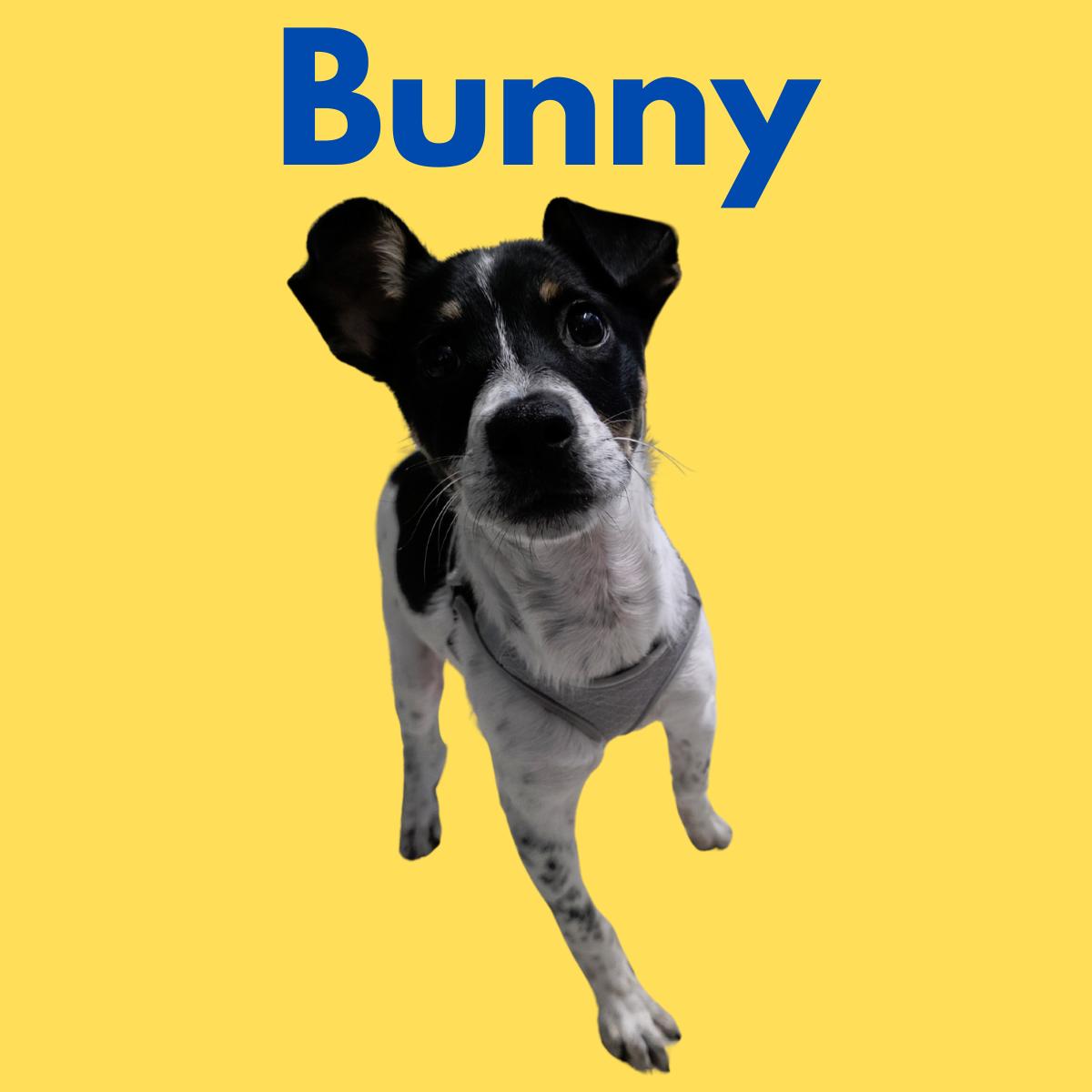 Bunny, Adoptable, Young Female Chihuahua.