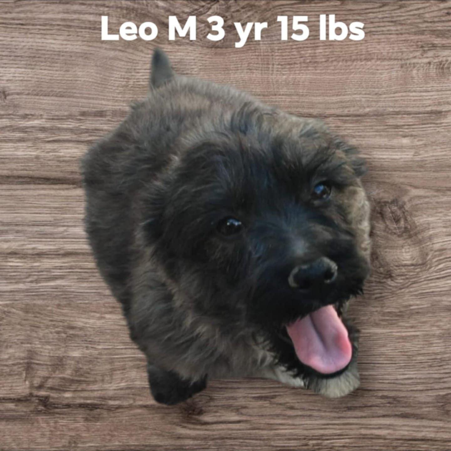 Leon, a Adopted Terrier in Minneapolis, MN image 1/3