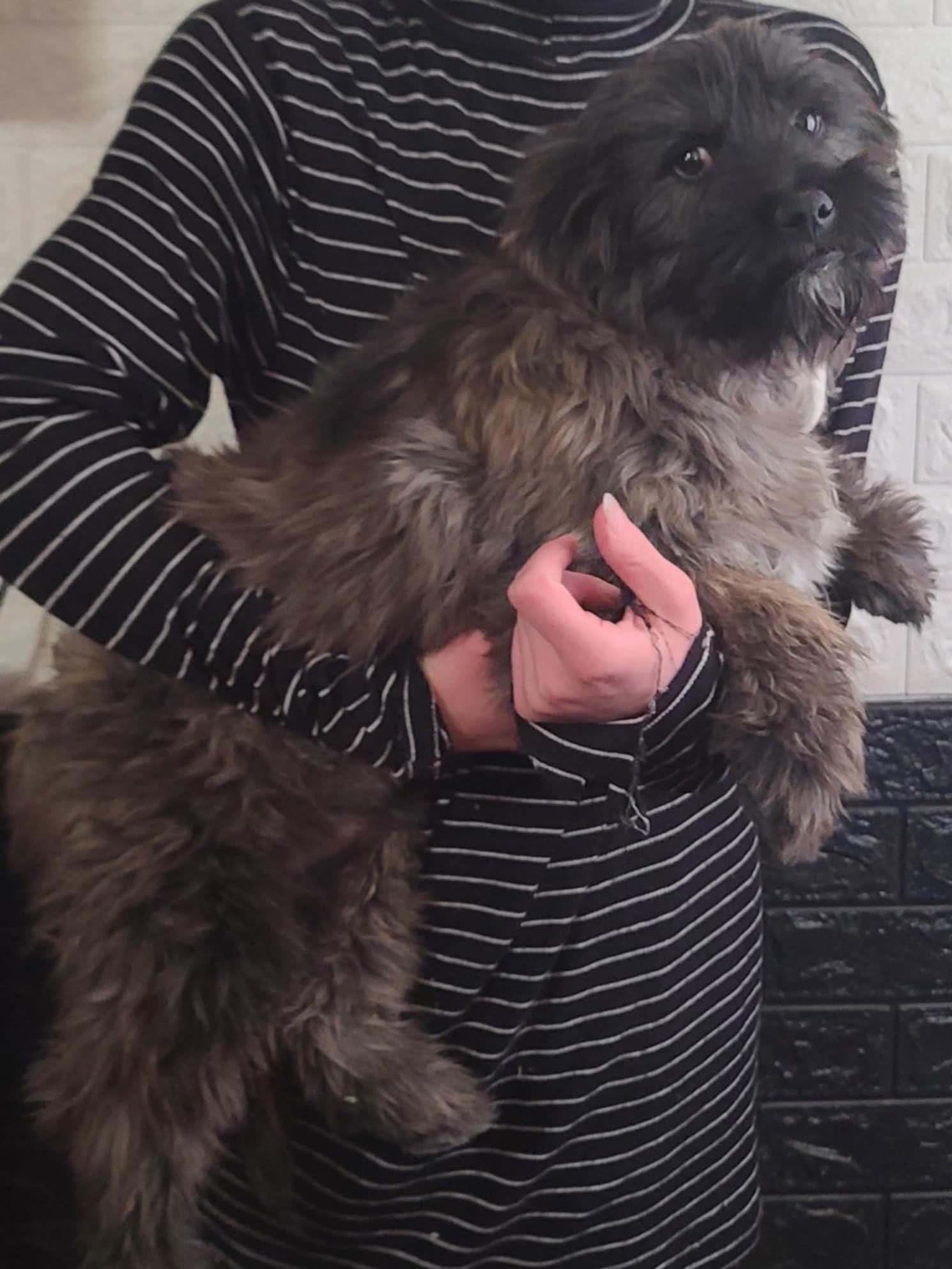 Leon, a Adopted Terrier in Minneapolis, MN image 2/3