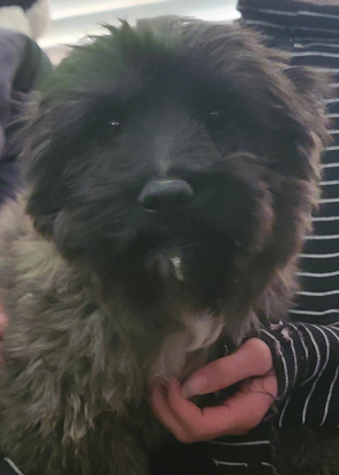 Leon, a Adopted Terrier in Minneapolis, MN image 3/3