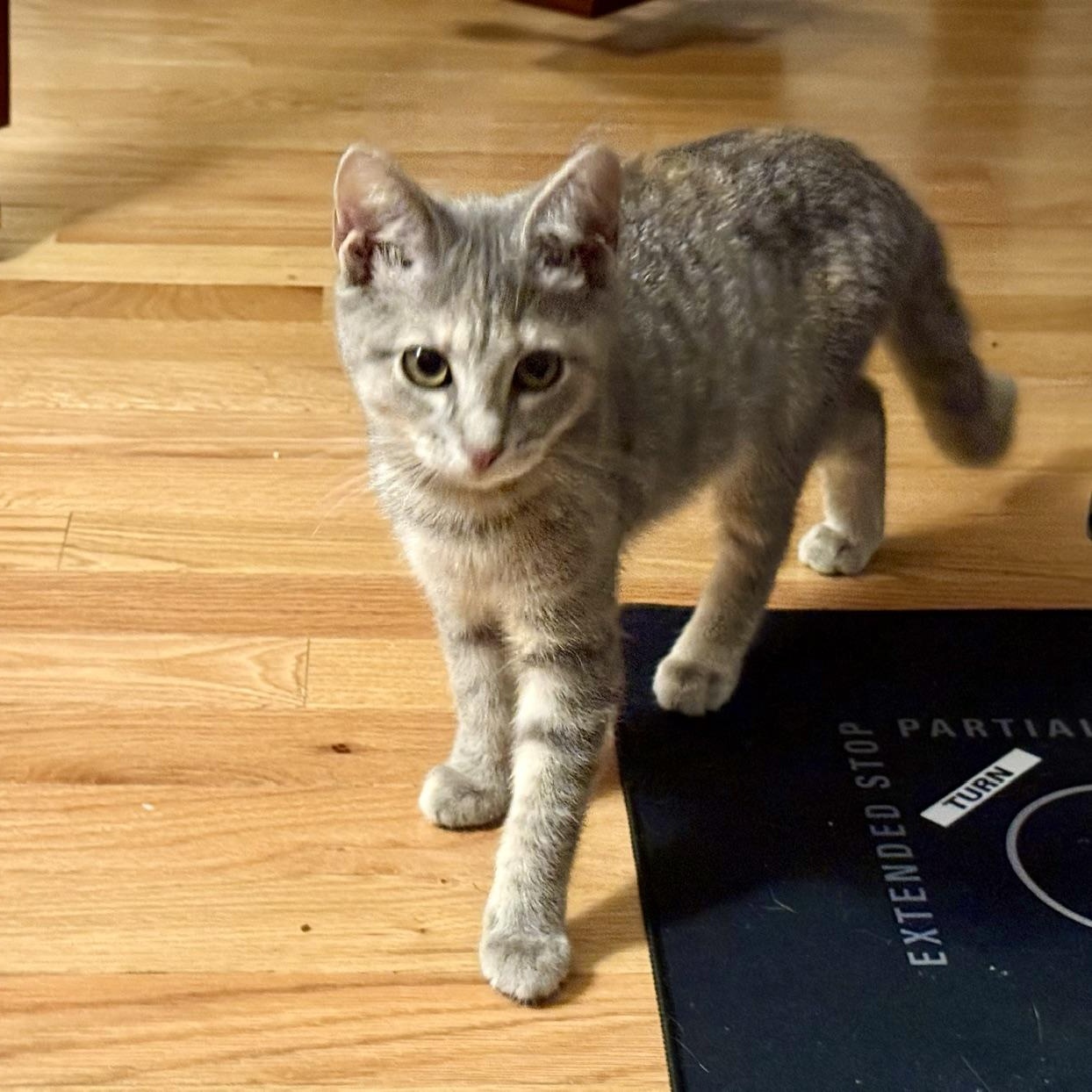 Enlarge Ginny - A Prismatic Beauty with a Heart of Pure Gold, a Adoptable Domestic Short Hair in Bristow, VA image 2/3