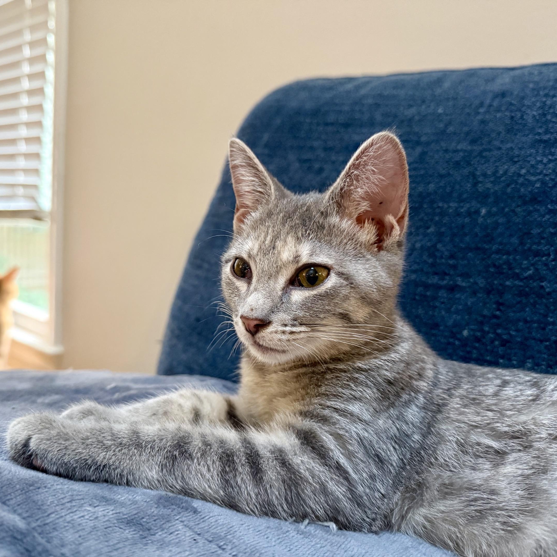 Ginny - A Prismatic Beauty with a Heart of Pure Gold, Adoptable, Kitten Female Domestic Short Hair.