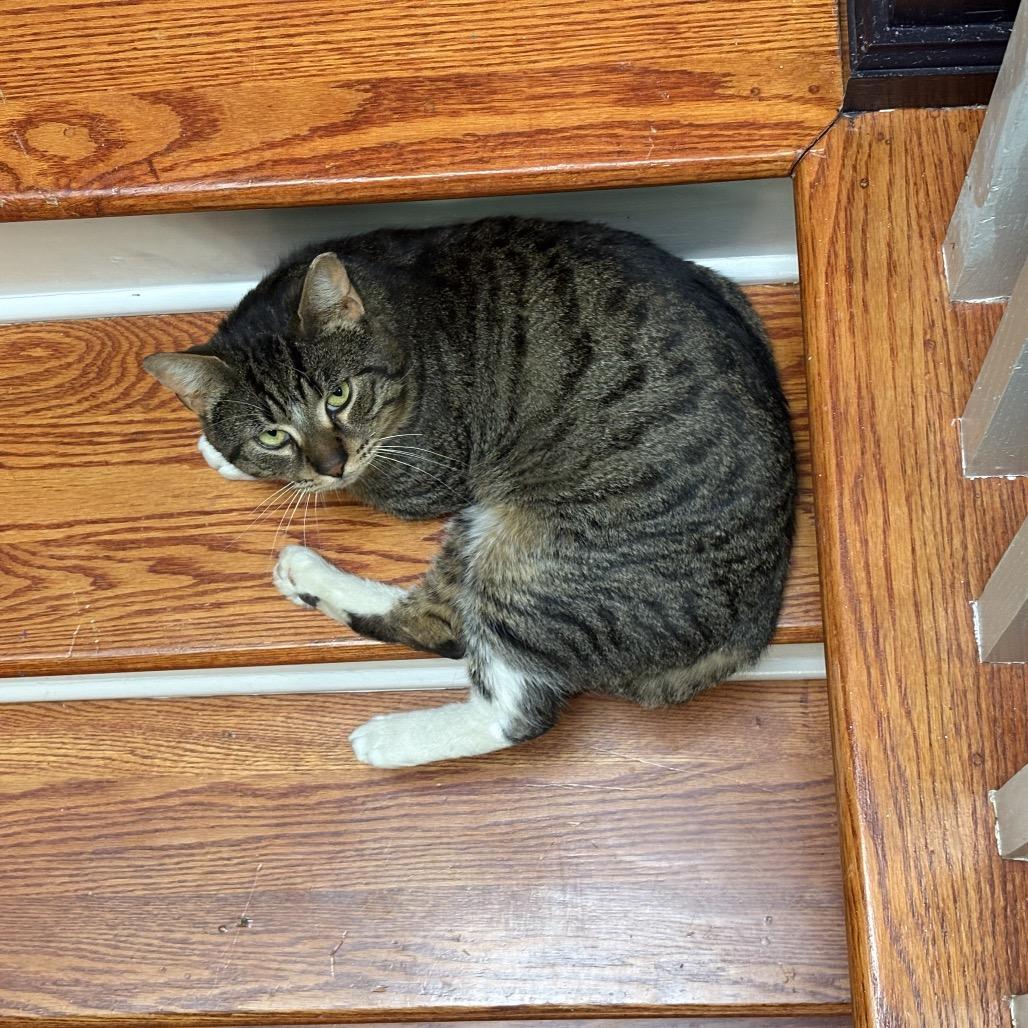 Enlarge Kirkland Signature, a Adoptable Domestic Short Hair in Reisterstown, MD image 1/6