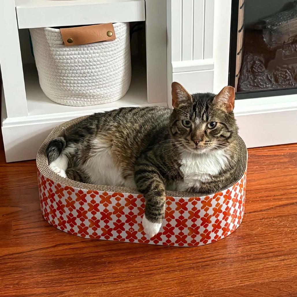 Enlarge Kirkland Signature, a Adoptable Domestic Short Hair in Reisterstown, MD image 2/6