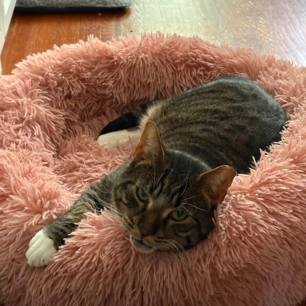 Enlarge Kirkland Signature, a Adoptable Domestic Short Hair in Reisterstown, MD image 3/6