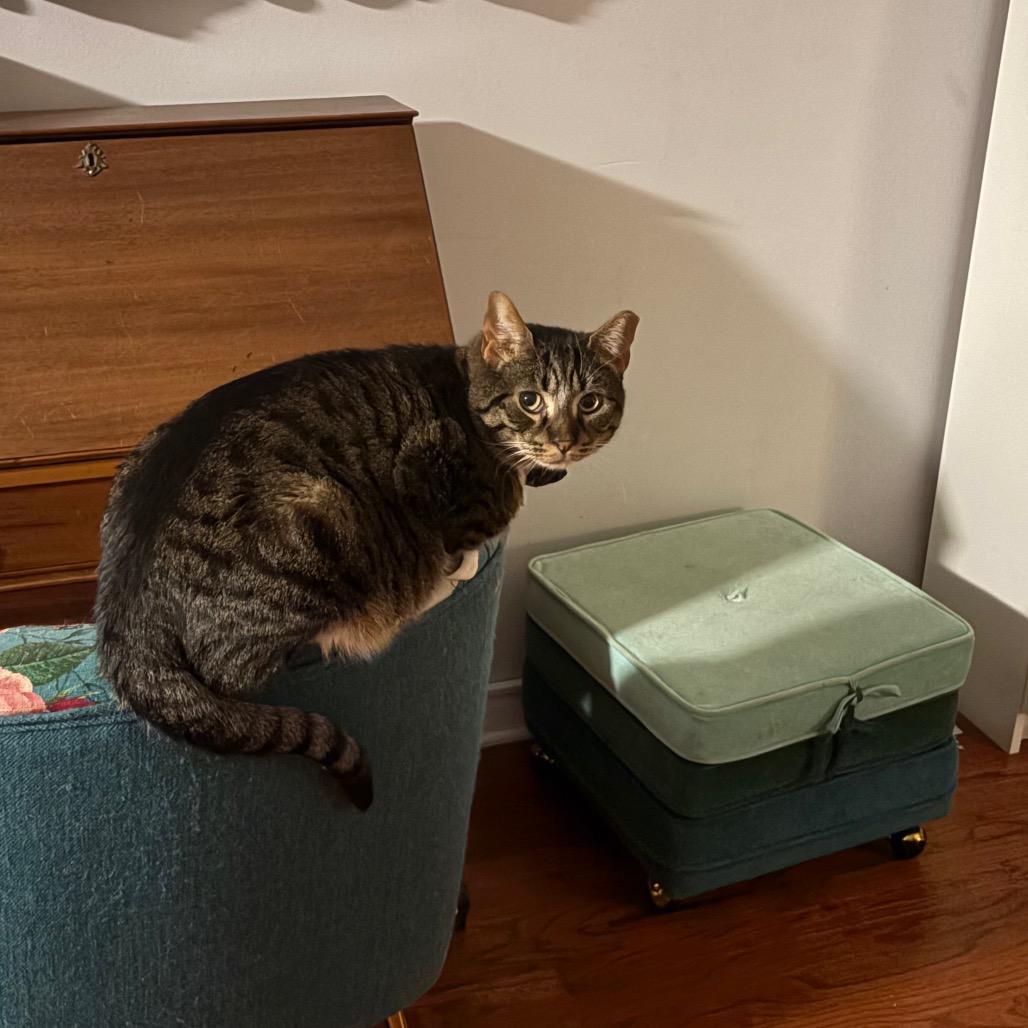 Enlarge Kirkland Signature, a Adoptable Domestic Short Hair in Reisterstown, MD image 4/6