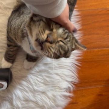 Enlarge Kirkland Signature, a Adoptable Domestic Short Hair in Reisterstown, MD image 5/6
