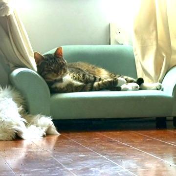 Enlarge Kirkland Signature, a Adoptable Domestic Short Hair in Reisterstown, MD image 6/6