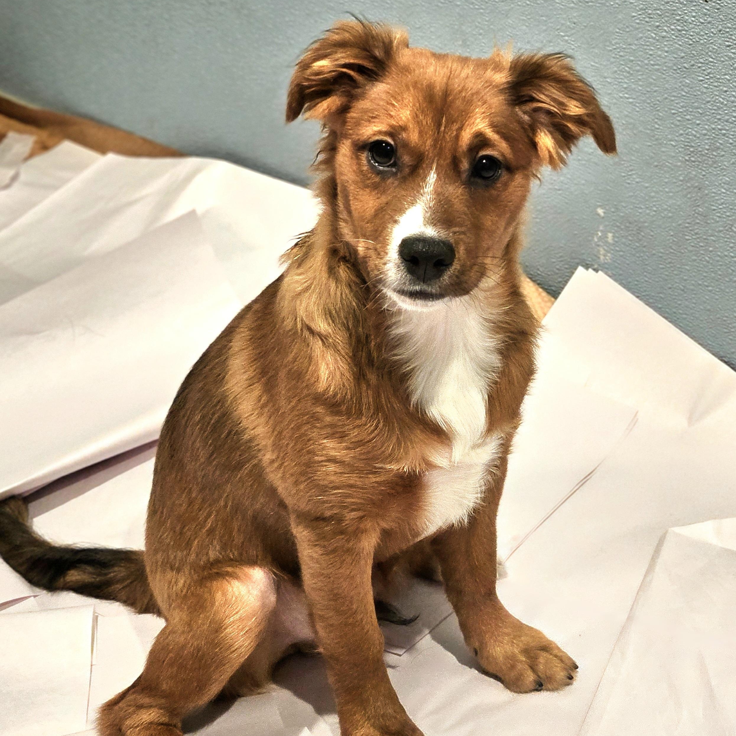 Kirby, a Adoptable mixed breed in Chicago, IL image 5/6