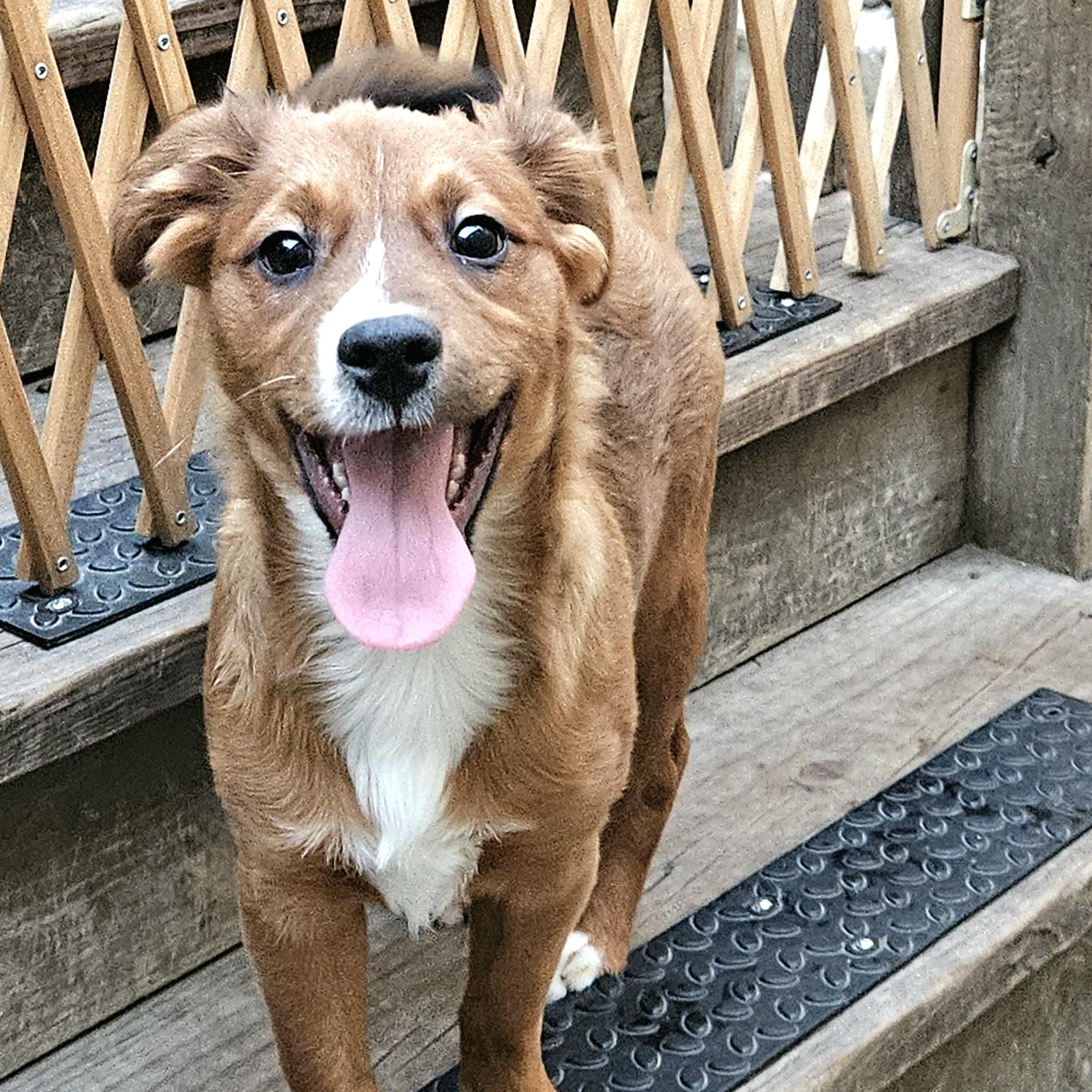 Kirby, a Adoptable mixed breed in Chicago, IL image 2/6