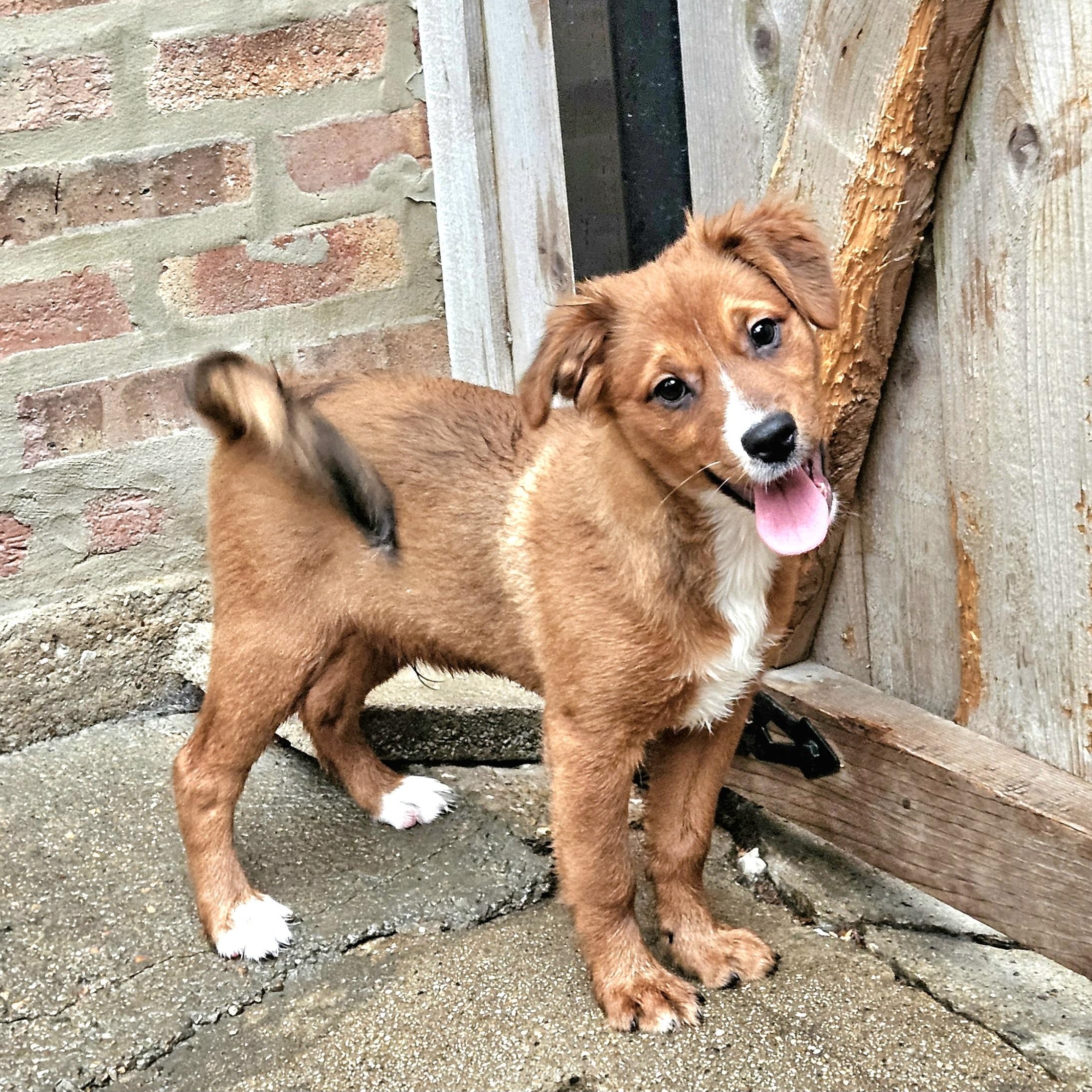 Kirby, a Adoptable mixed breed in Chicago, IL image 4/6
