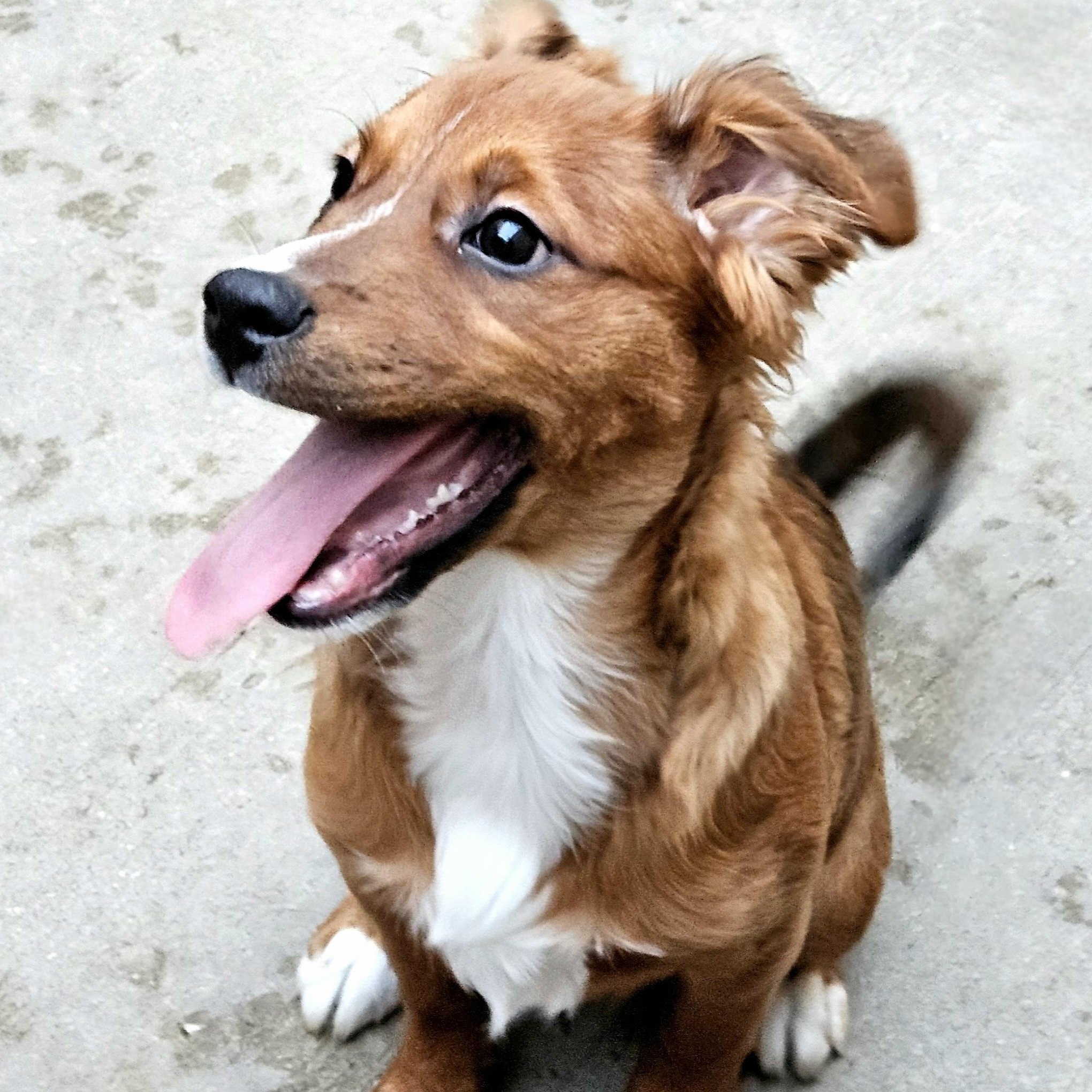 Kirby, a Adoptable mixed breed in Chicago, IL image 3/6