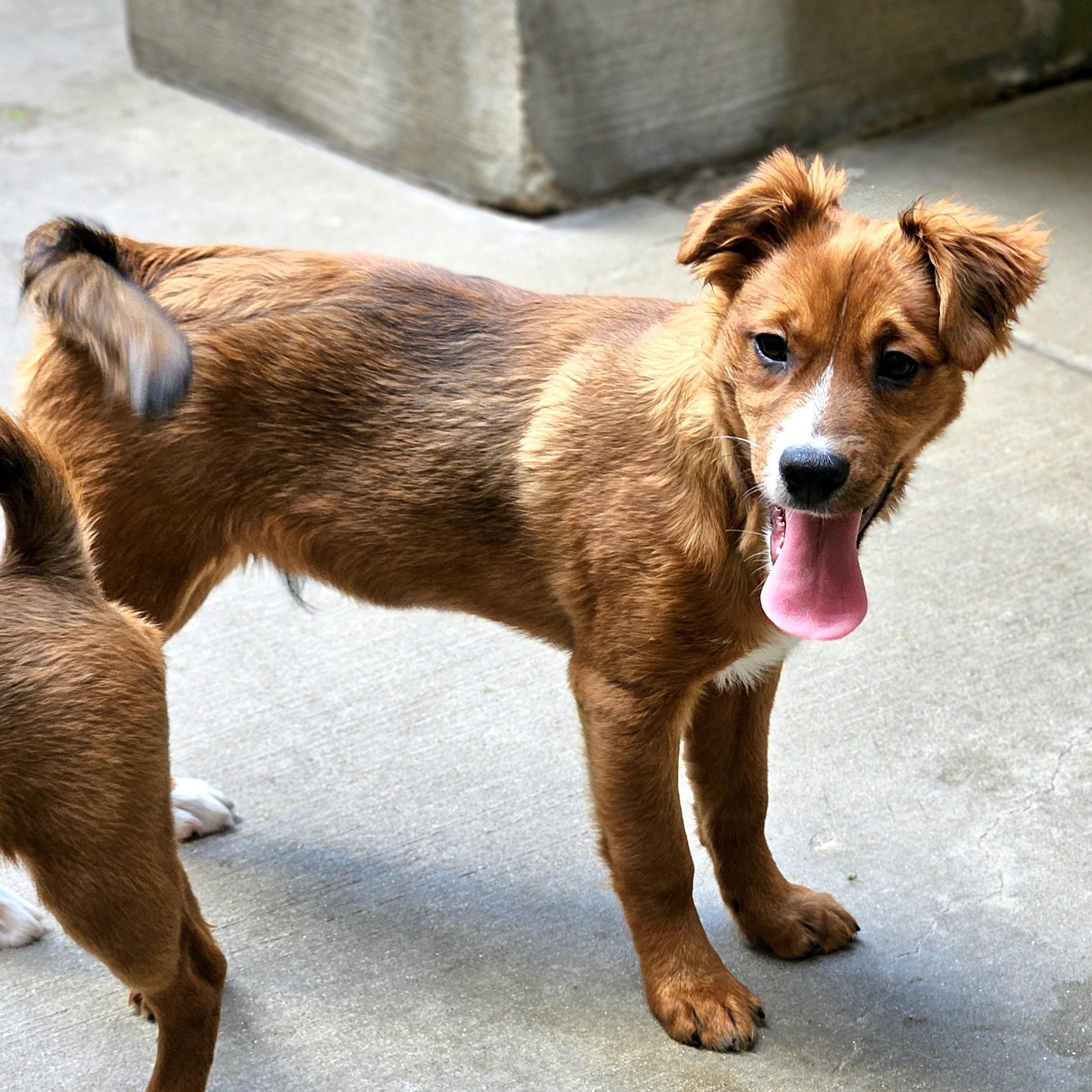 Kirby, a Adoptable mixed breed in Chicago, IL image 6/6