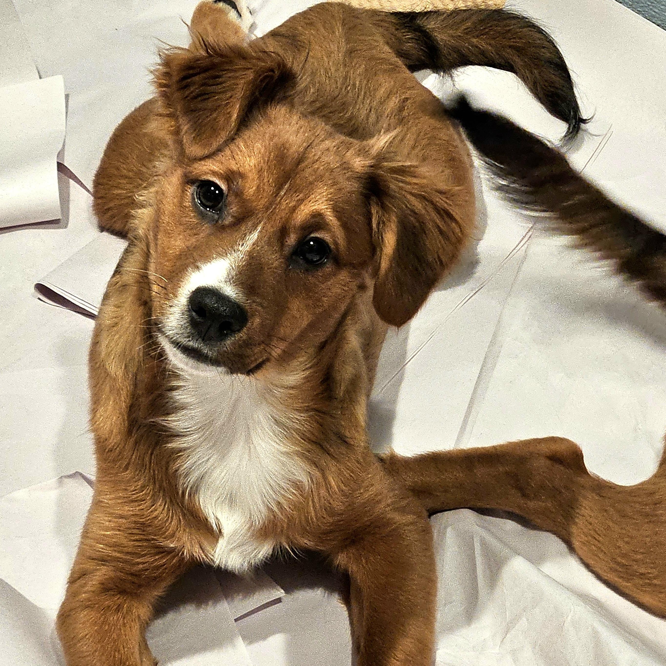 Kirby, a Adoptable mixed breed in Chicago, IL image 1/6