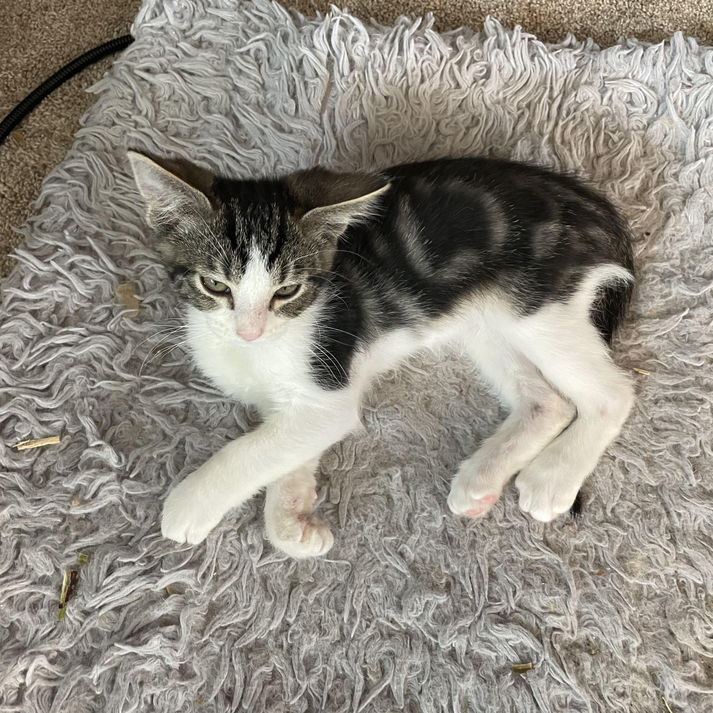 Enlarge Dash, a ADOPTABLE Domestic Short Hair in Renton , WA image 3/4