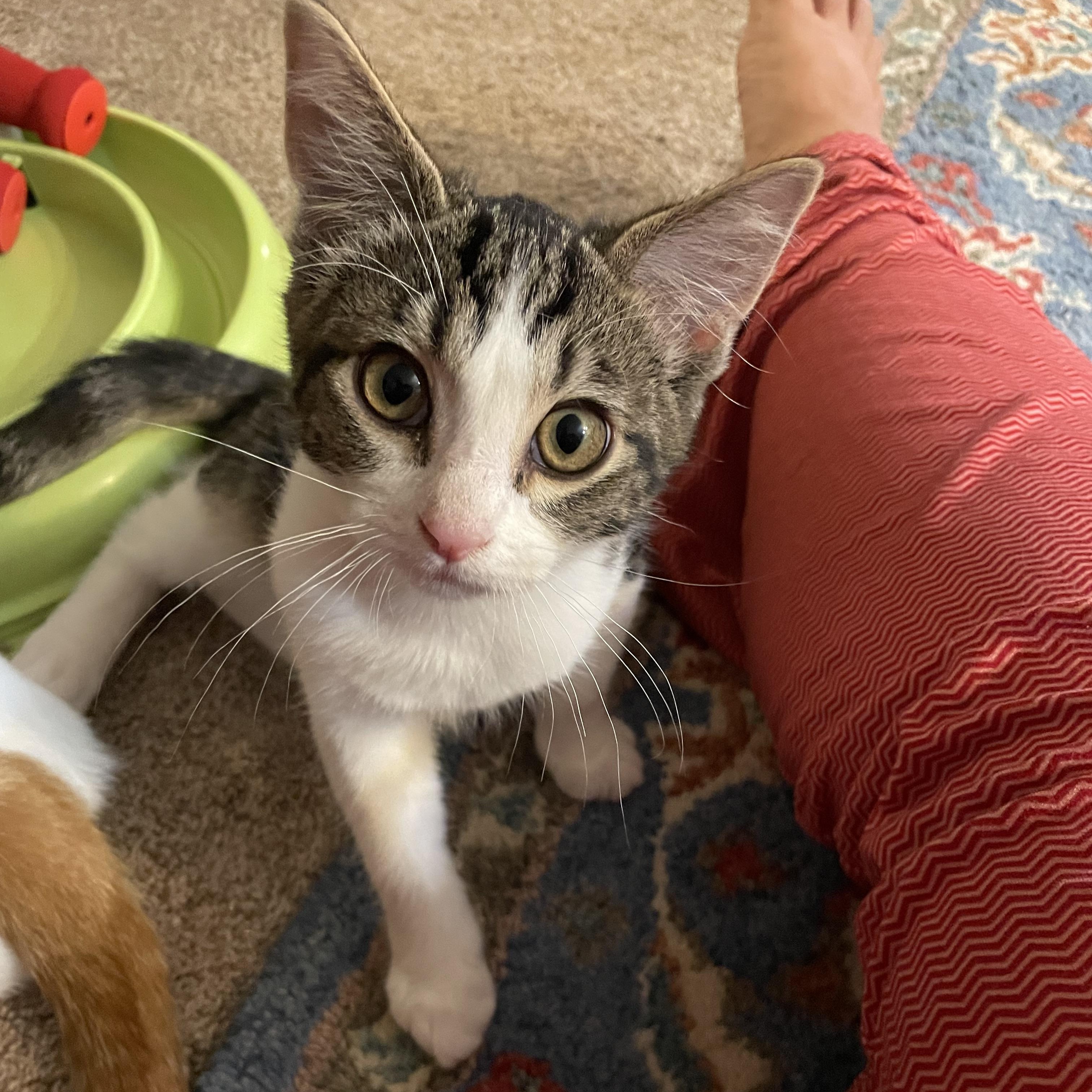 Enlarge Dash, a ADOPTABLE Domestic Short Hair in Renton , WA image 2/4