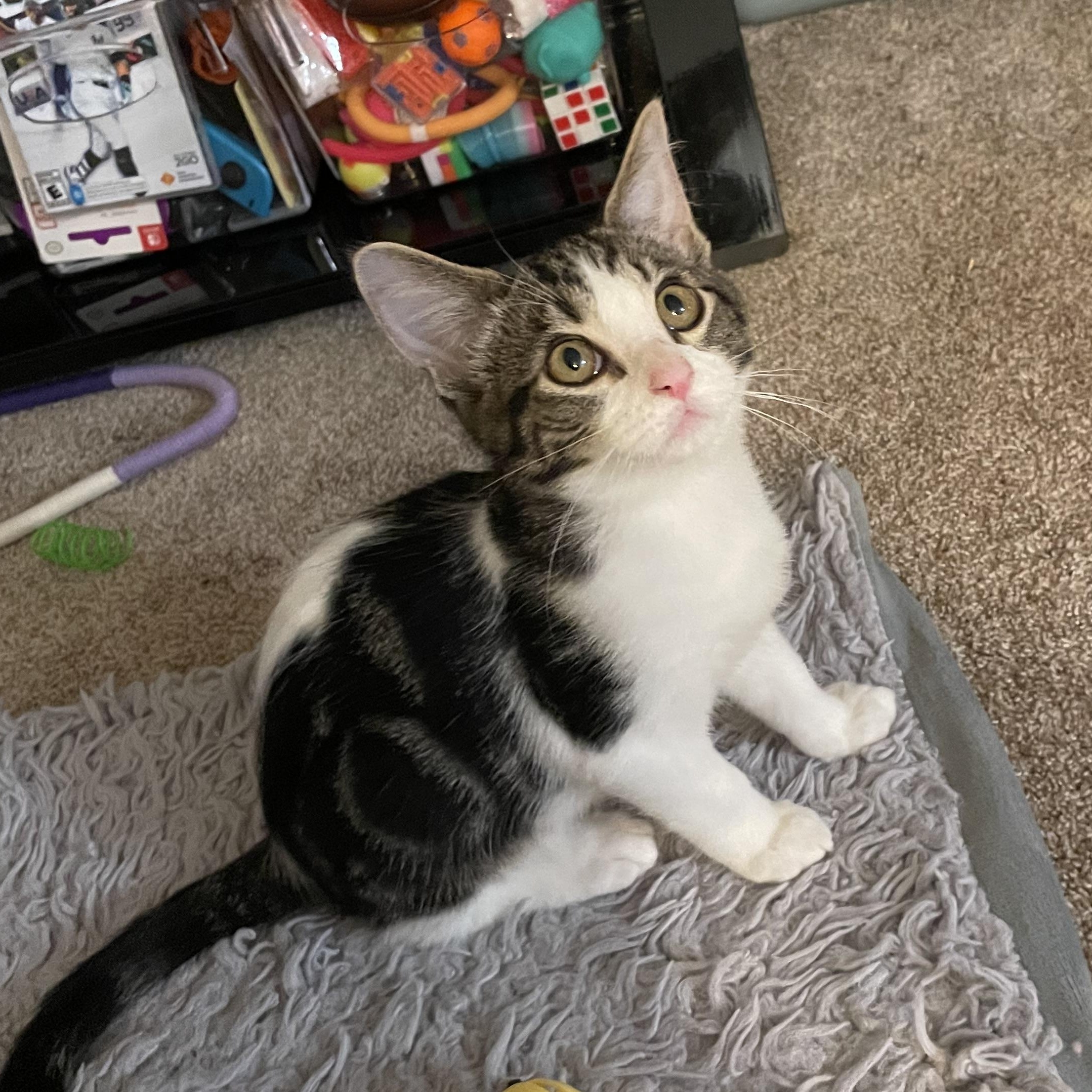 Dash, ADOPTABLE, Kitten Male Domestic Short Hair.