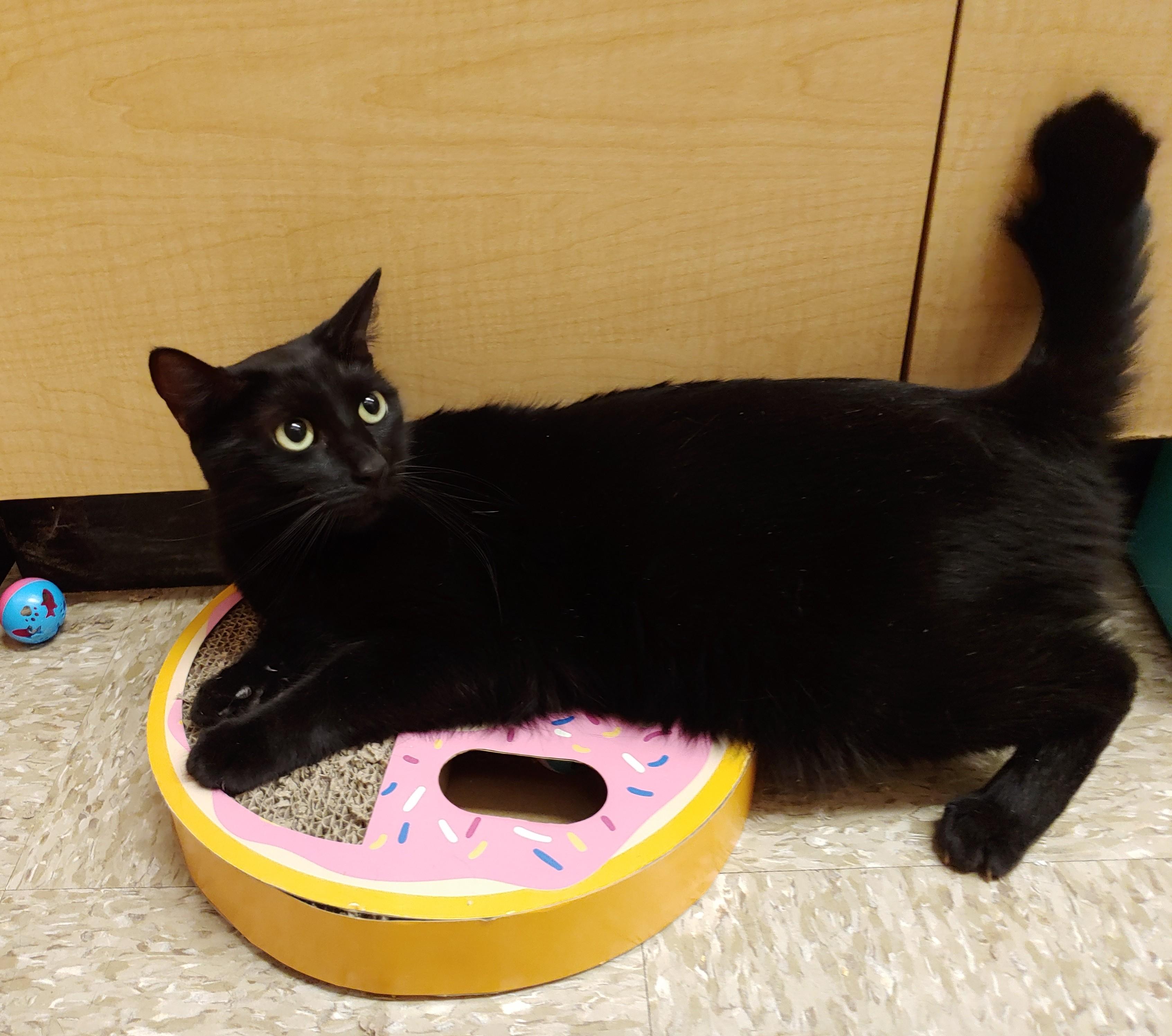 Celeste, Adult Female Domestic Long Hair
