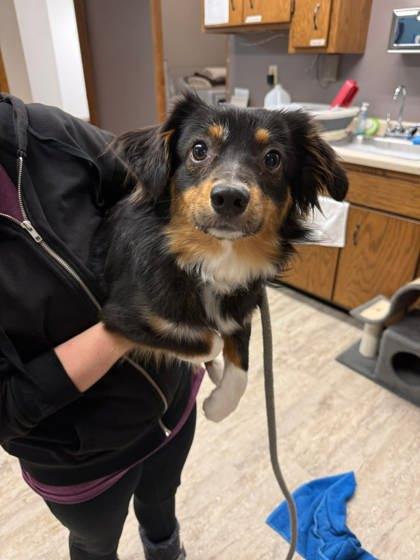 Mootilda, Adoptable, Adult Female Australian Shepherd & Mixed Breed.