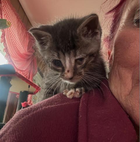 Milagros, an adopted Domestic Short Hair in Bayonne, NJ image 2/3
